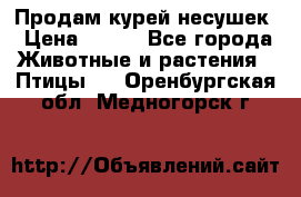 Продам курей несушек › Цена ­ 350 - Все города Животные и растения » Птицы   . Оренбургская обл.,Медногорск г.